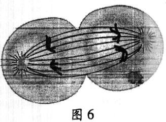 2014年6月广东学业水平测试试题 广东高中学业水平考试生物答案